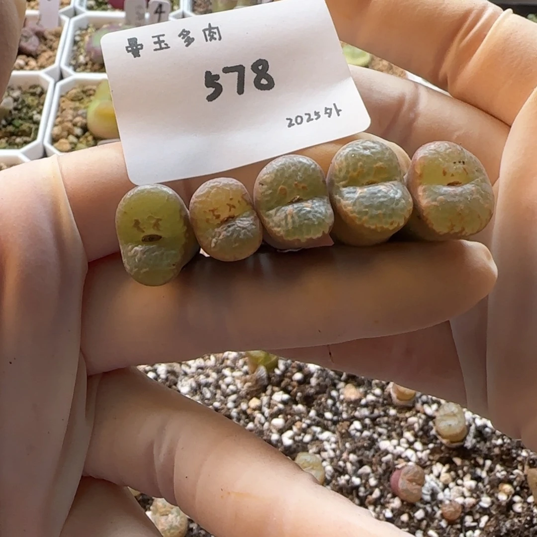 有**吟多肉多肉多肉2025-578