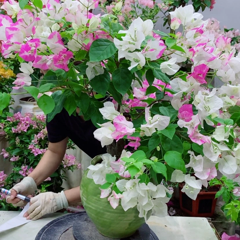 【闪购商品】完全开放