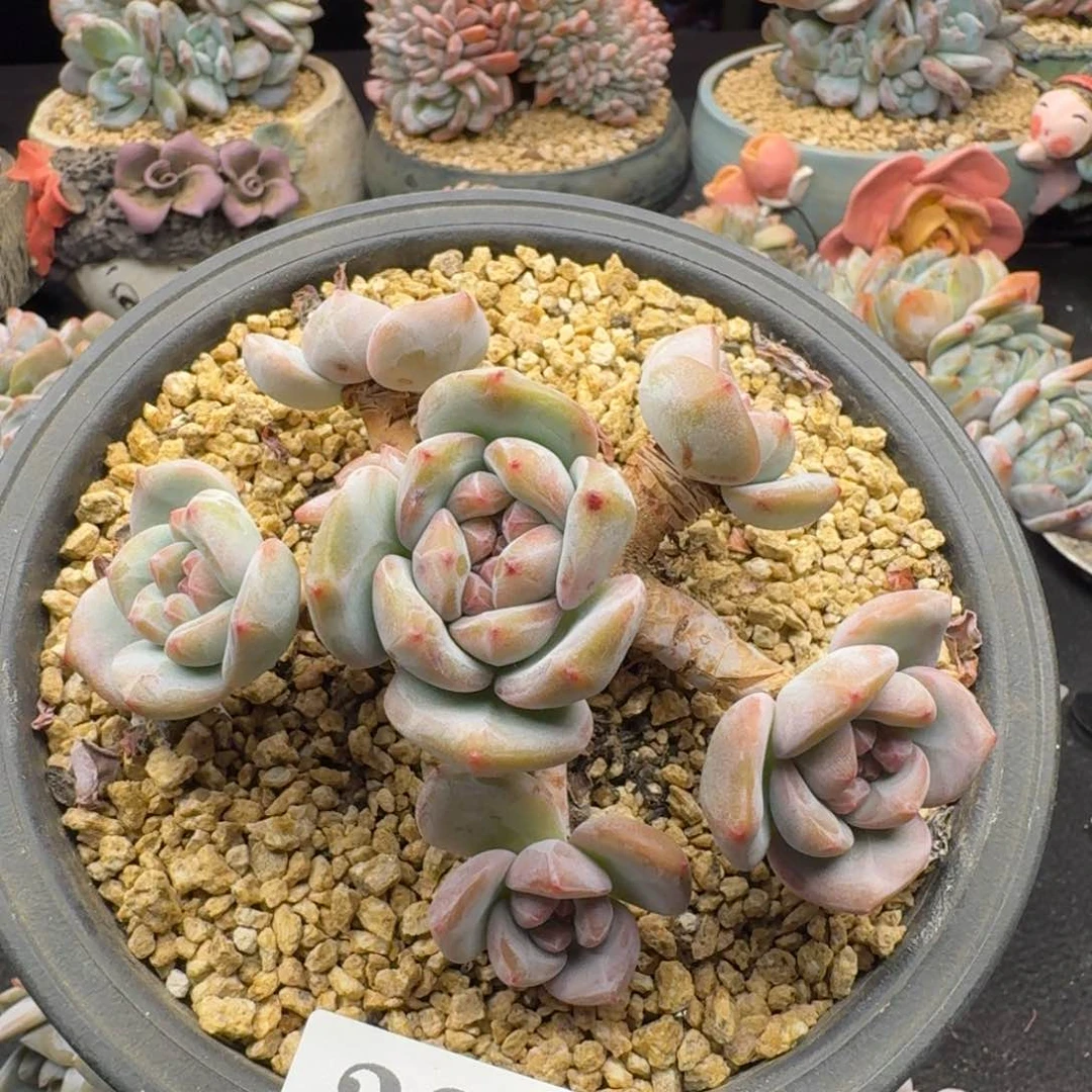 295石榴籽有砍（满58包邮冷链）