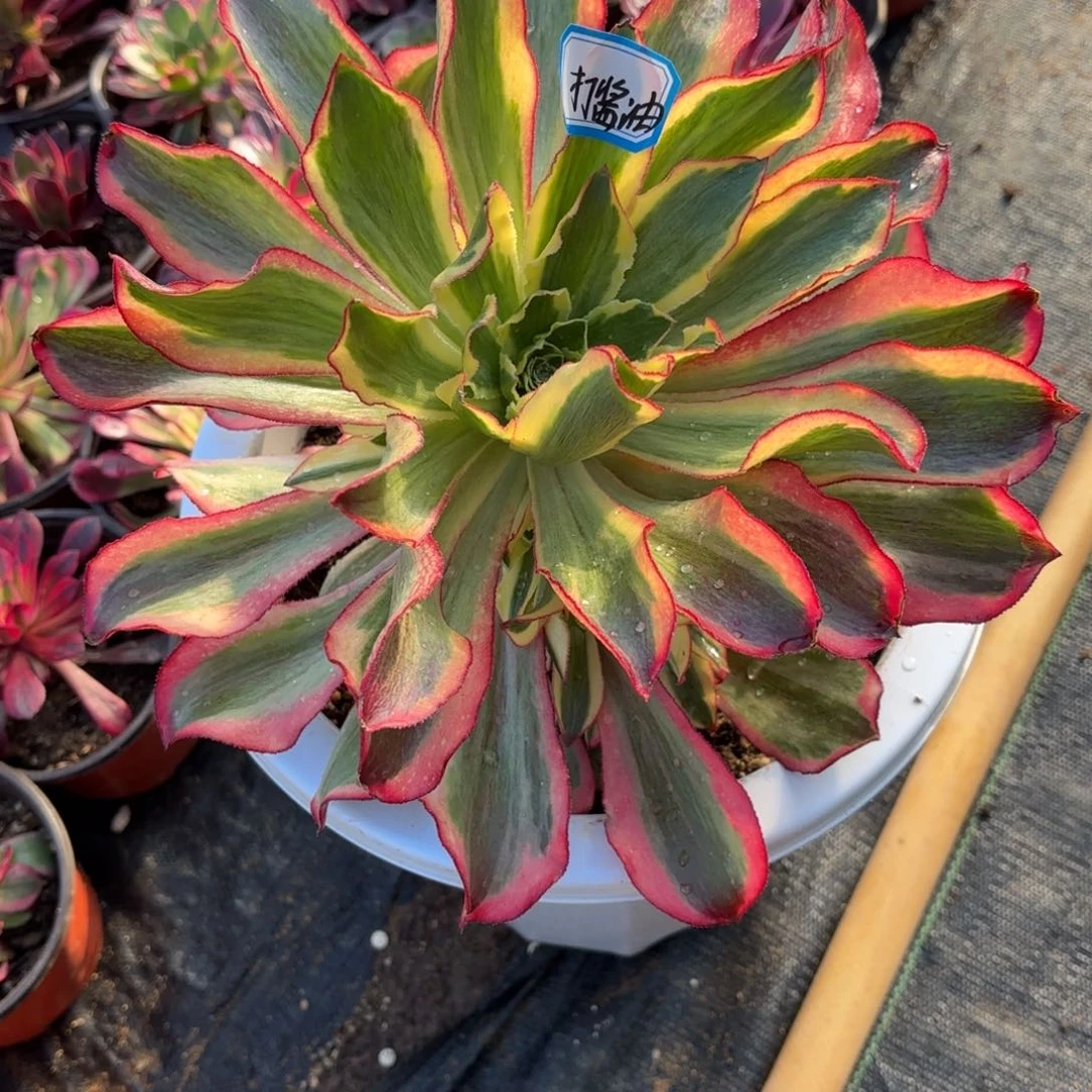 我****.花好月又圆202519