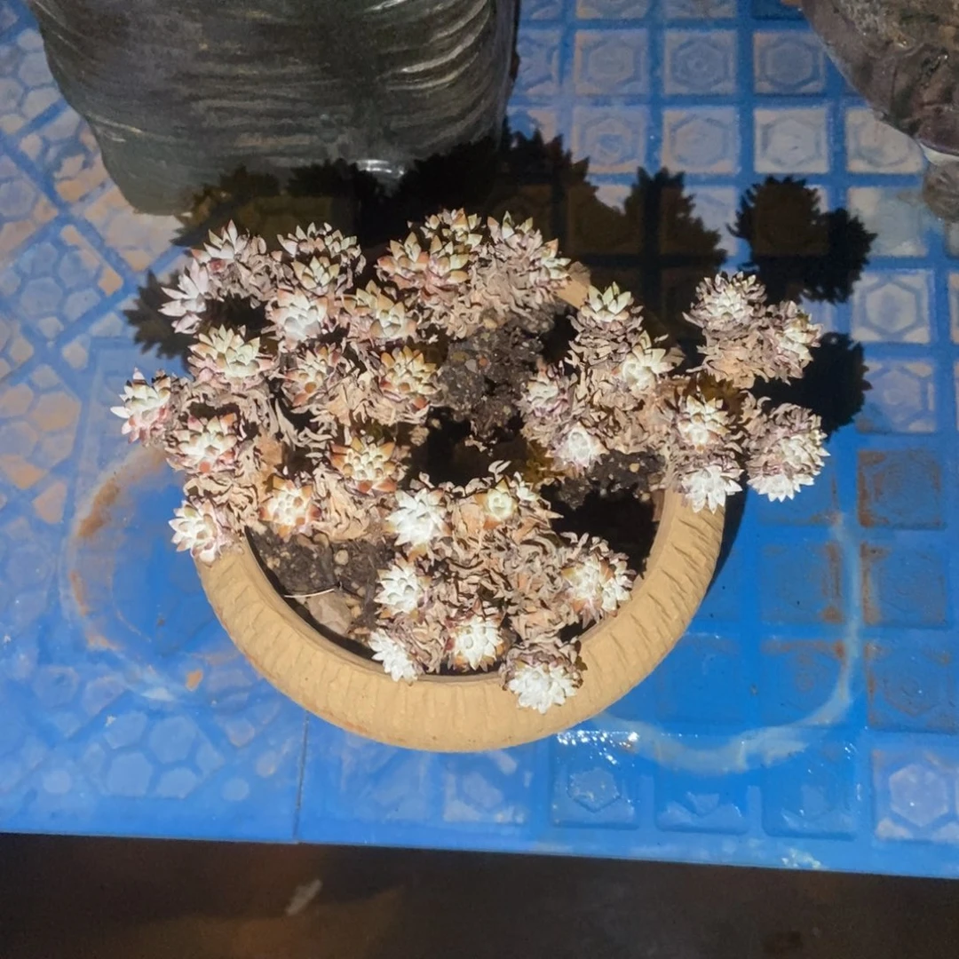 韩菊多肉植物啦啦啦