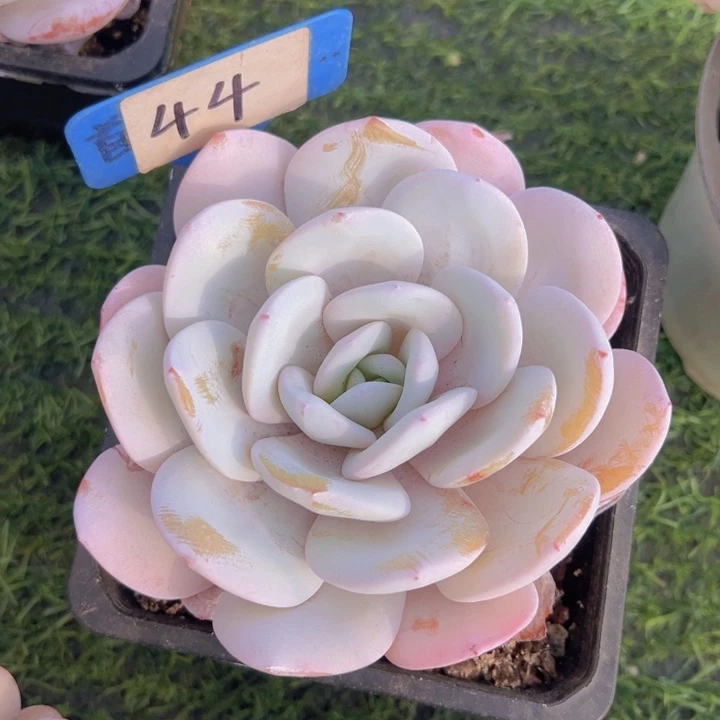 健健康康平平安安