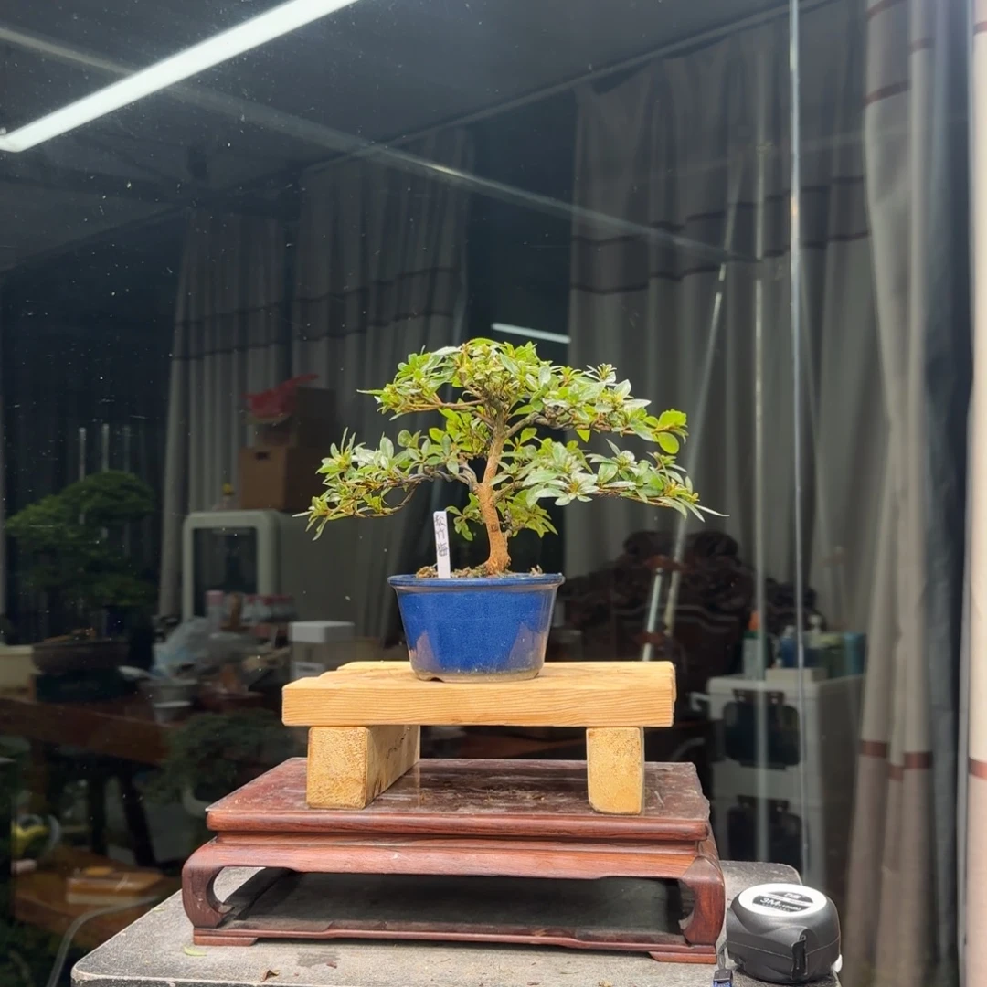加***鲁无花朵花卉苗木花卉苗木