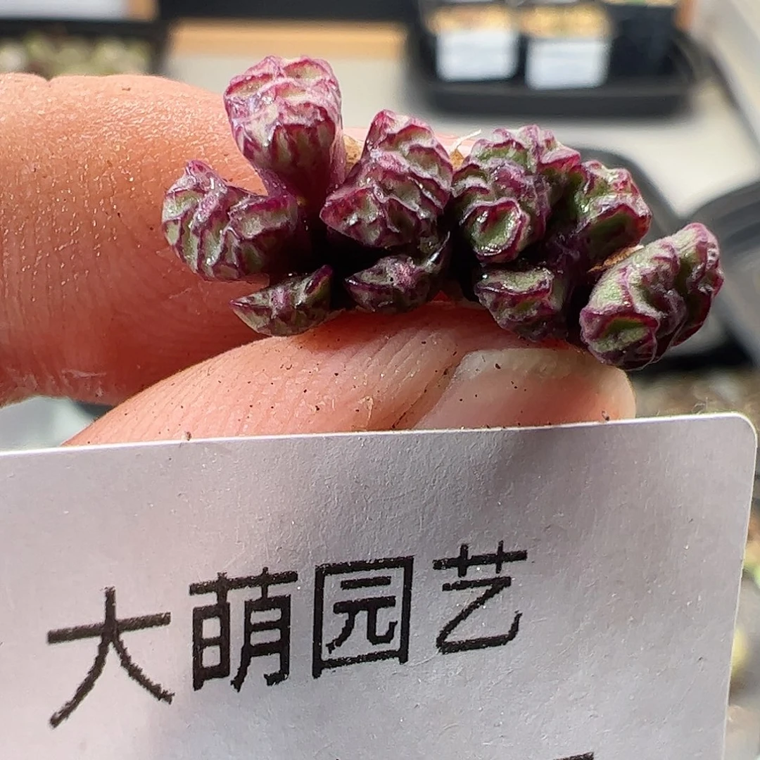 一物一拍。cR1004红宝石安贞437