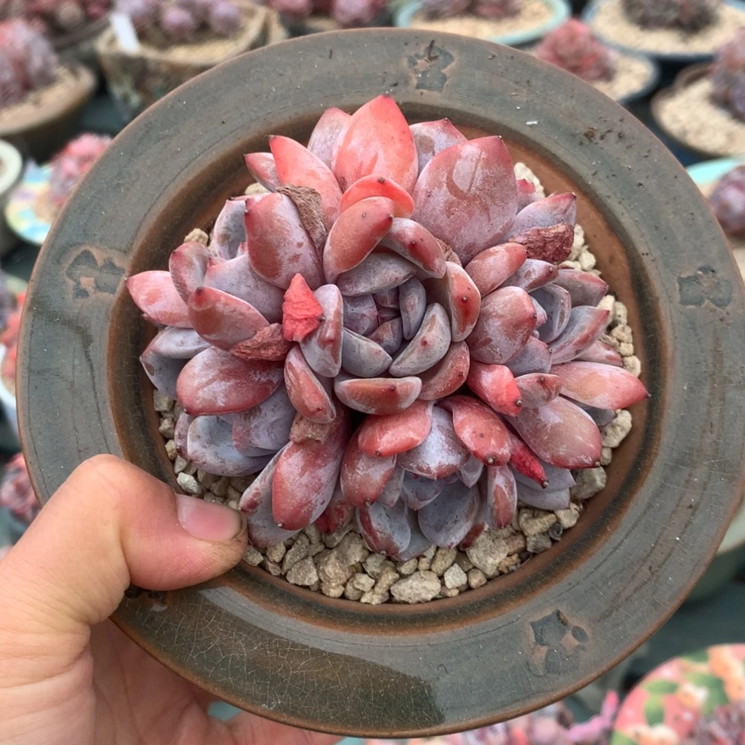 无花朵哈哈哈哈哈哈哈哈2