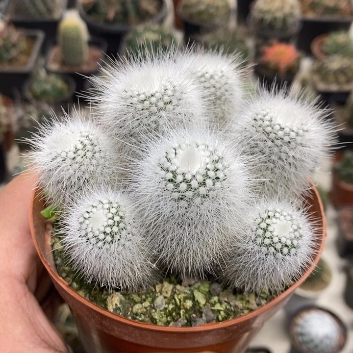 实生白小丁群特价福利