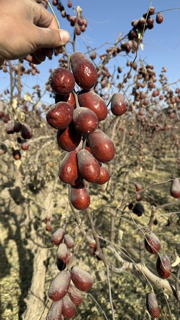 新疆和田大枣 二级三级混装 树上吊干