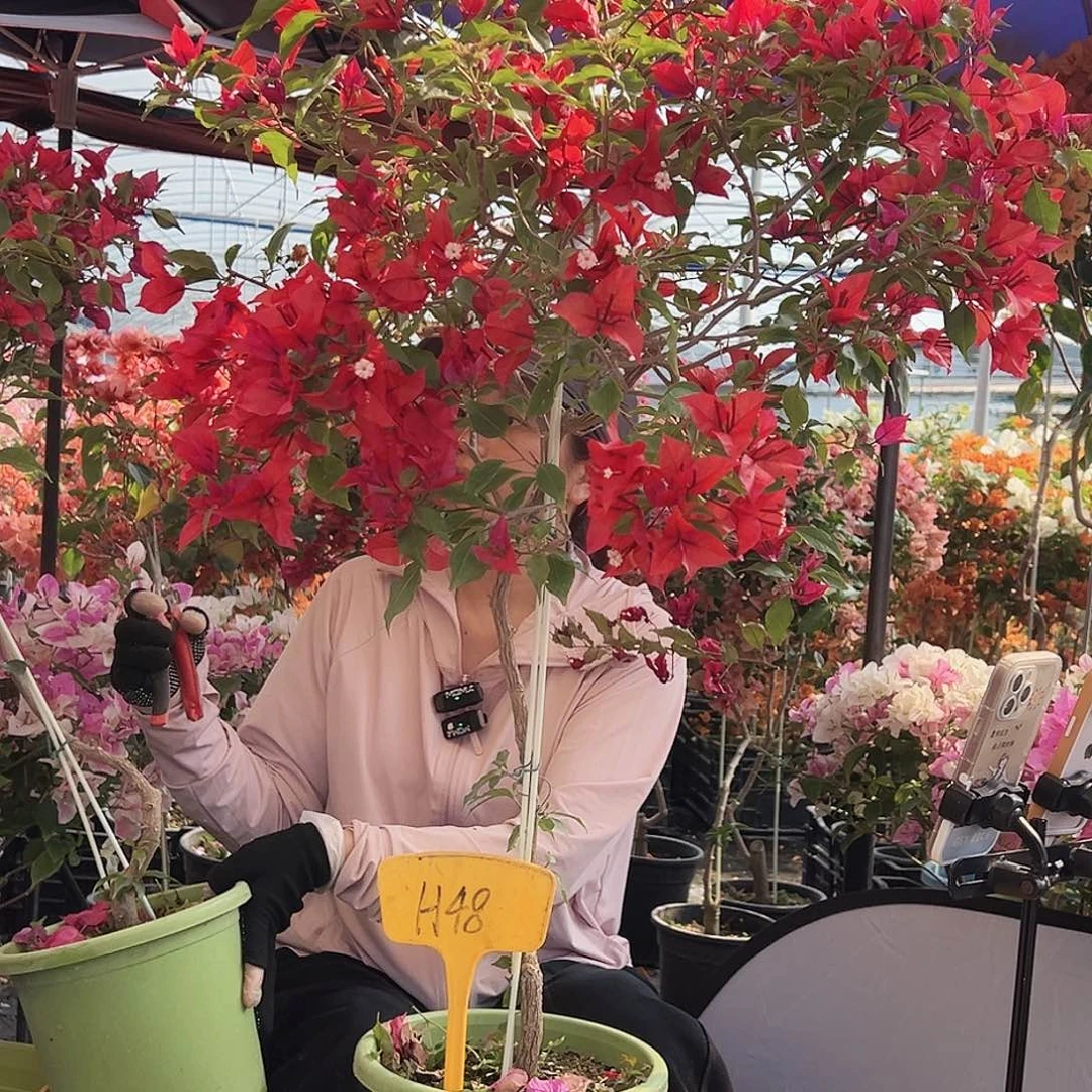 黄***生大部分花苞少量开放H48酒红桑巴