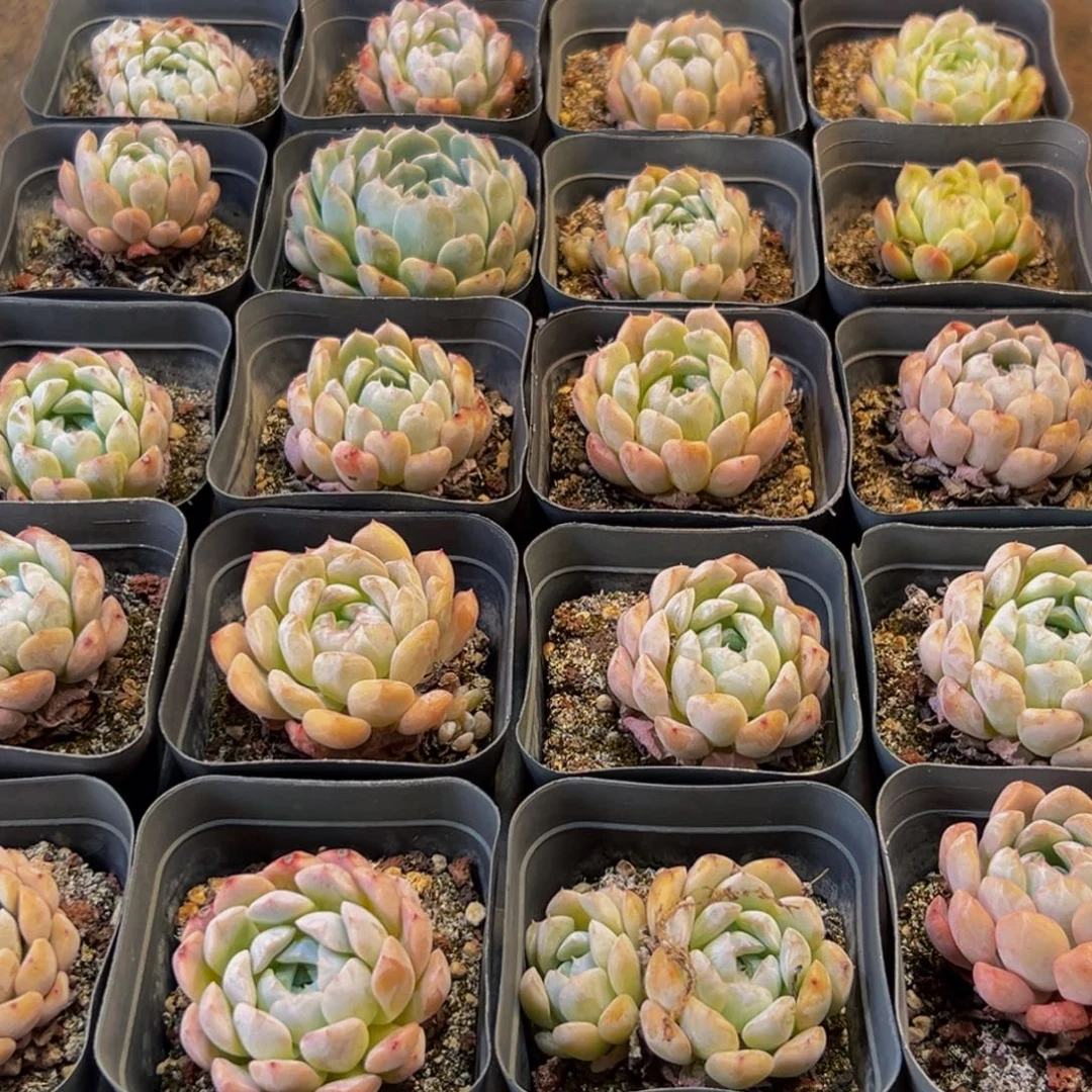 060多肉葡萄的价格是多少