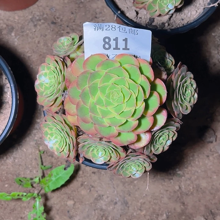 811火狐多肉植物保护