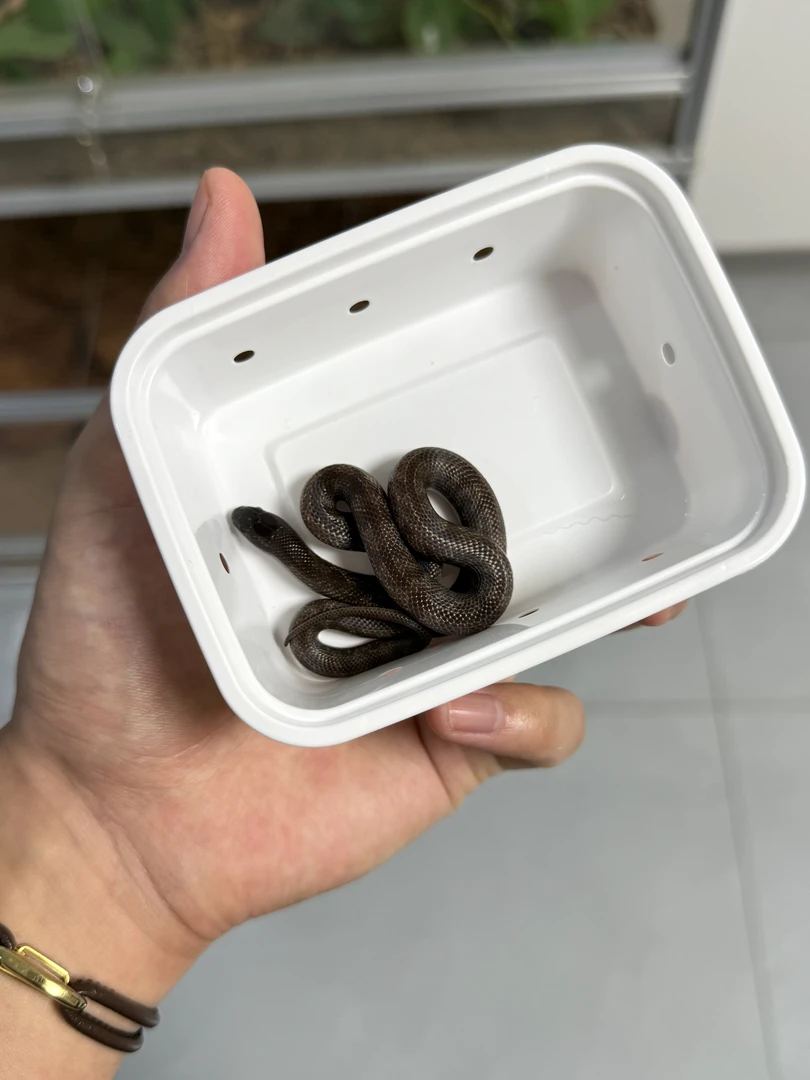 黑色王蛇母黑网平替款首播