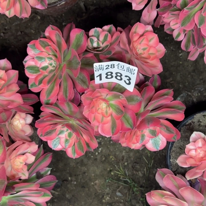 1883女巫多肉植物