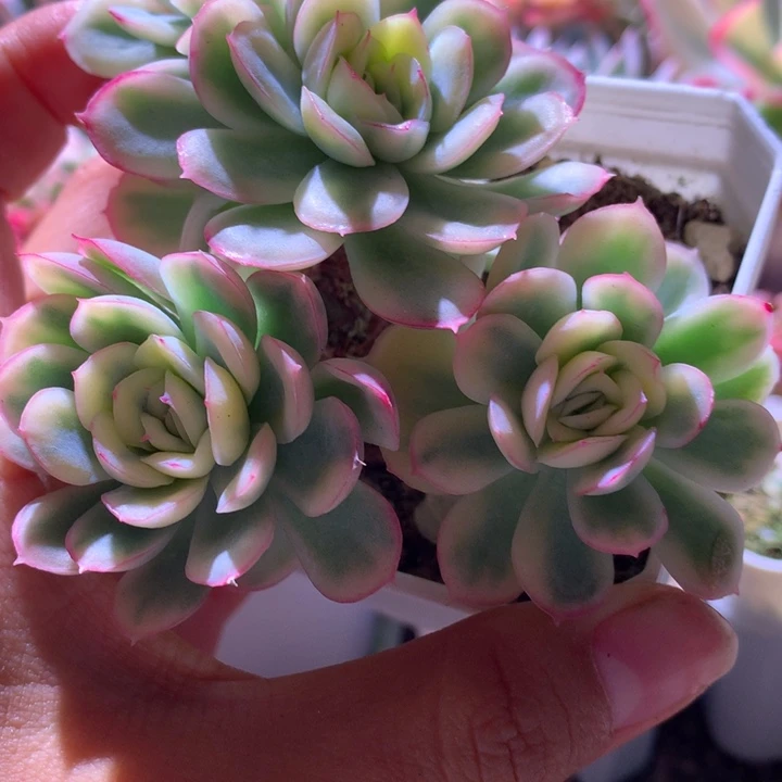 草莓冰群生有根有