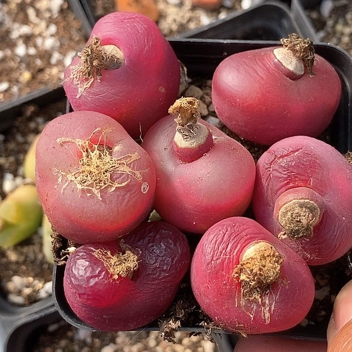 17602巨大一组有伤