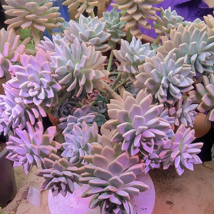 红***果大淡雪多肉植物好看