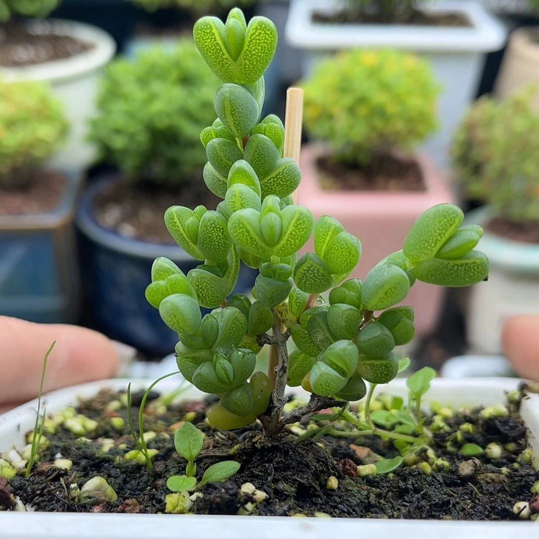 48元宝优选枝干番杏