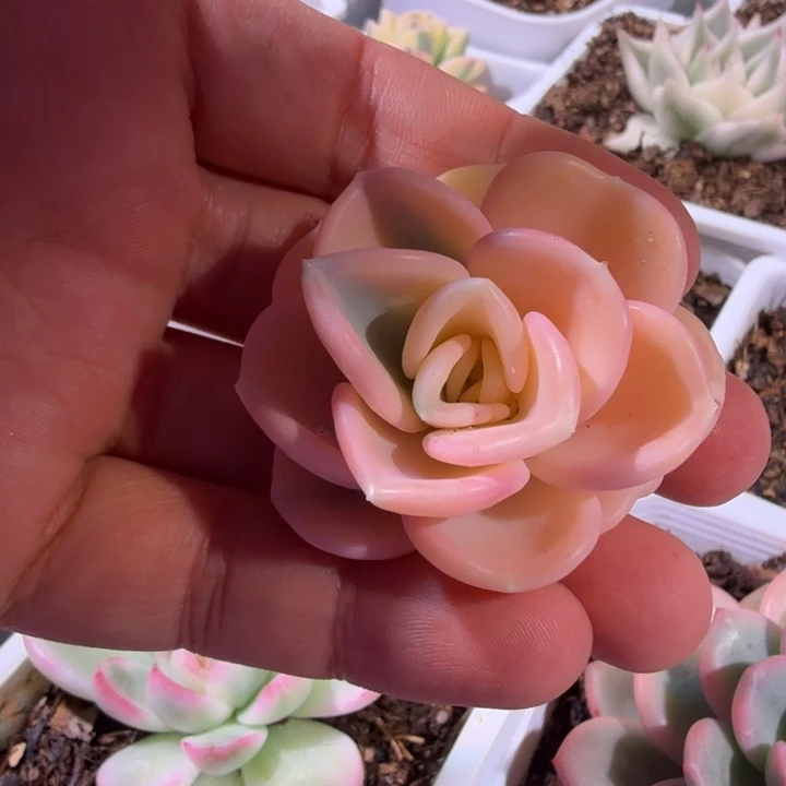 美尻锦 多肉植物盆景