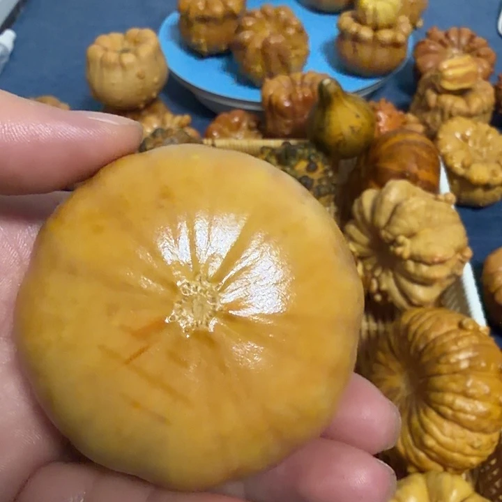 小***只墨西哥七彩疙瘩葫芦