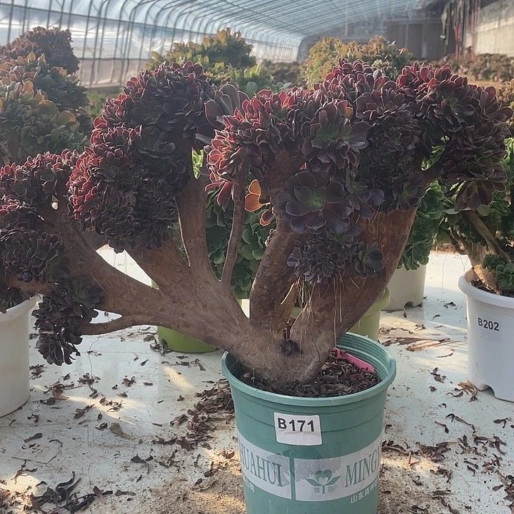 B171特价有伤欧紫缀化45-1脱土包邮