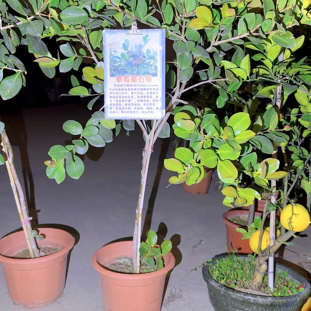 日***。果树1111111111111