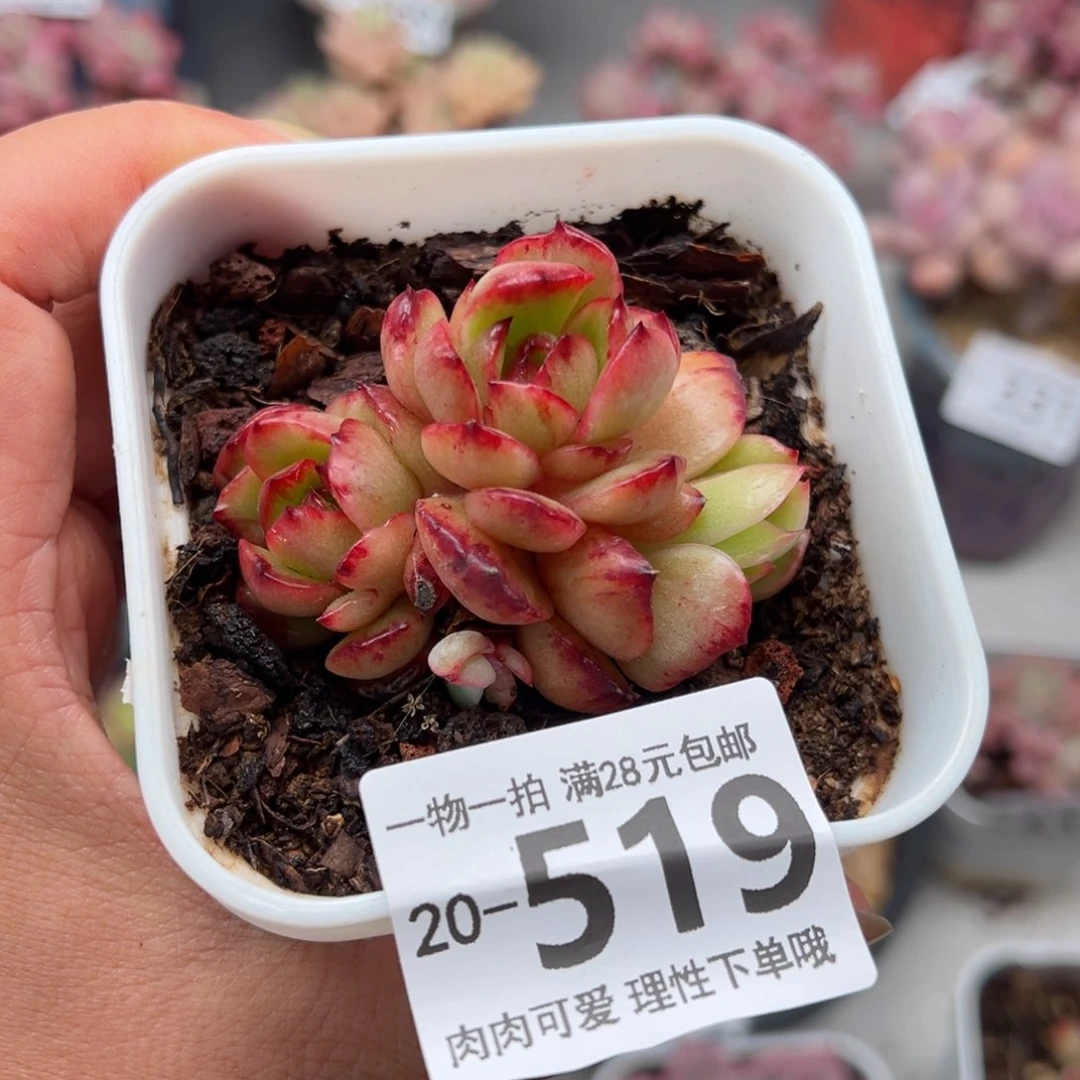 石化多肉多肉多肉多肉