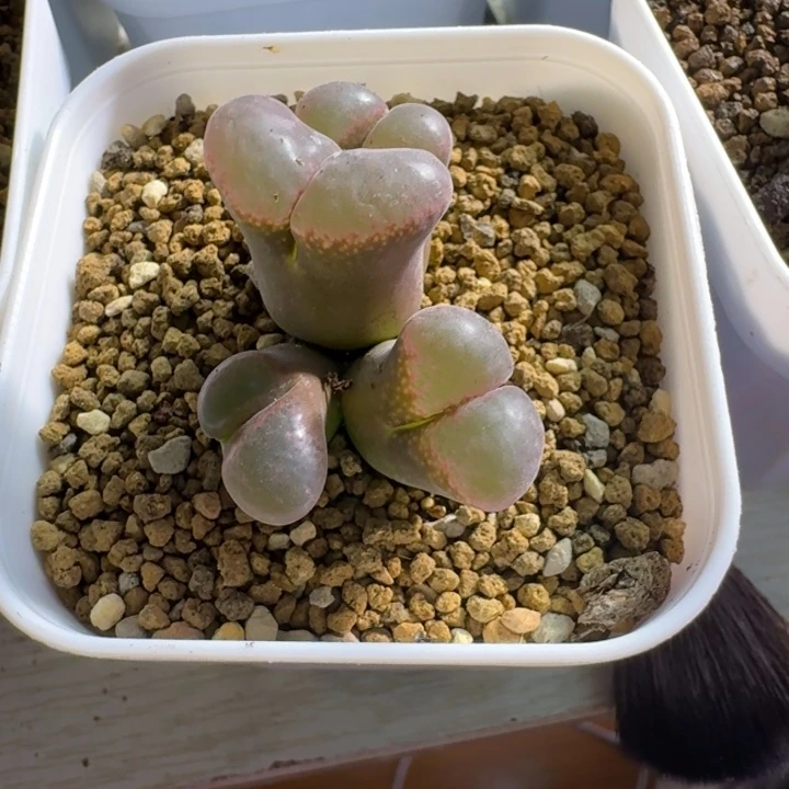 @***感多肉--：：：：：：：：：：：：：