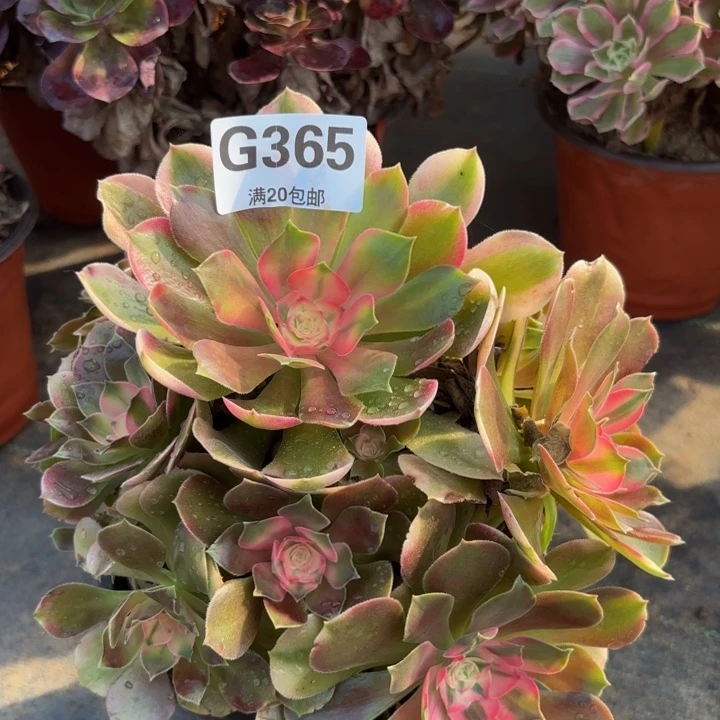 瑞妈多肉植物365.