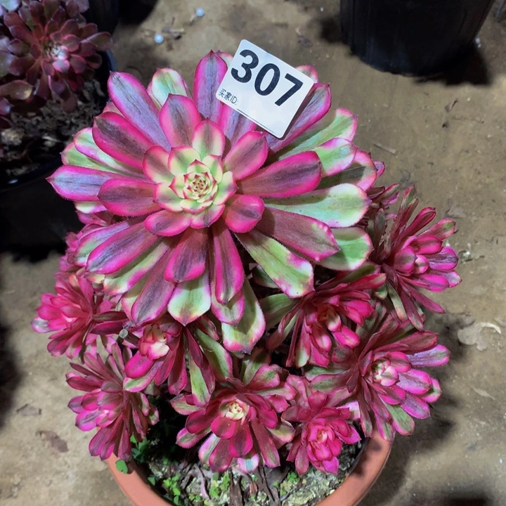 清***韵无花朵白月光307000000