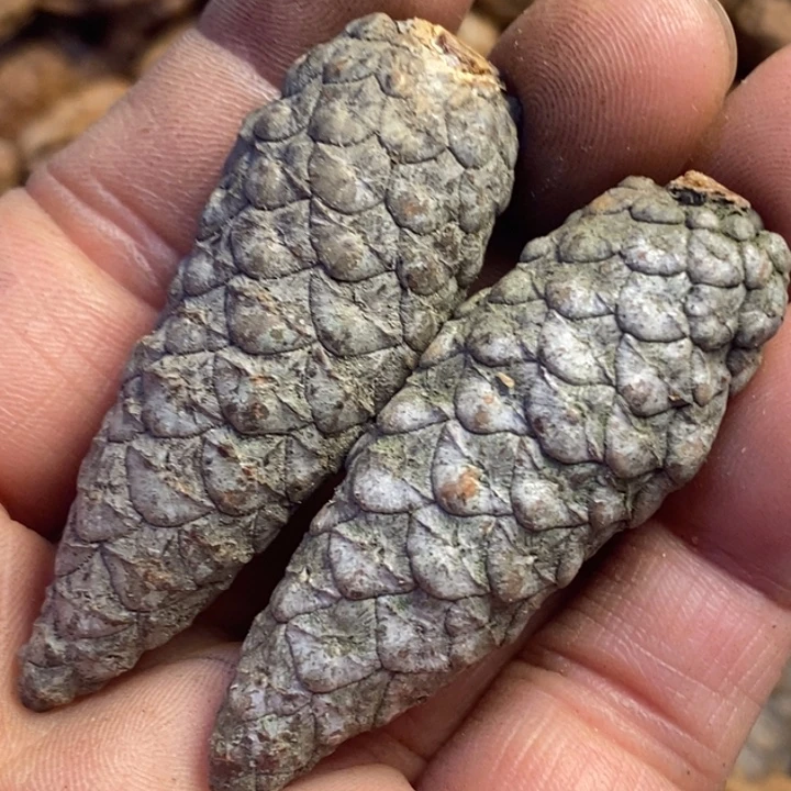 文玩核桃吊坠东北特产102