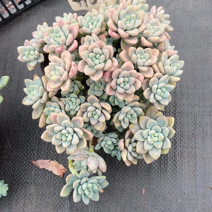 晨语多肉，一物一拍164