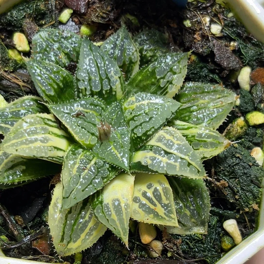 恭喜发财大吉大利943