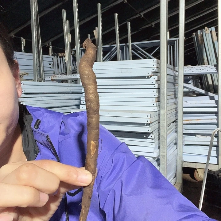 当前无花栽培后可以开花拉博尔