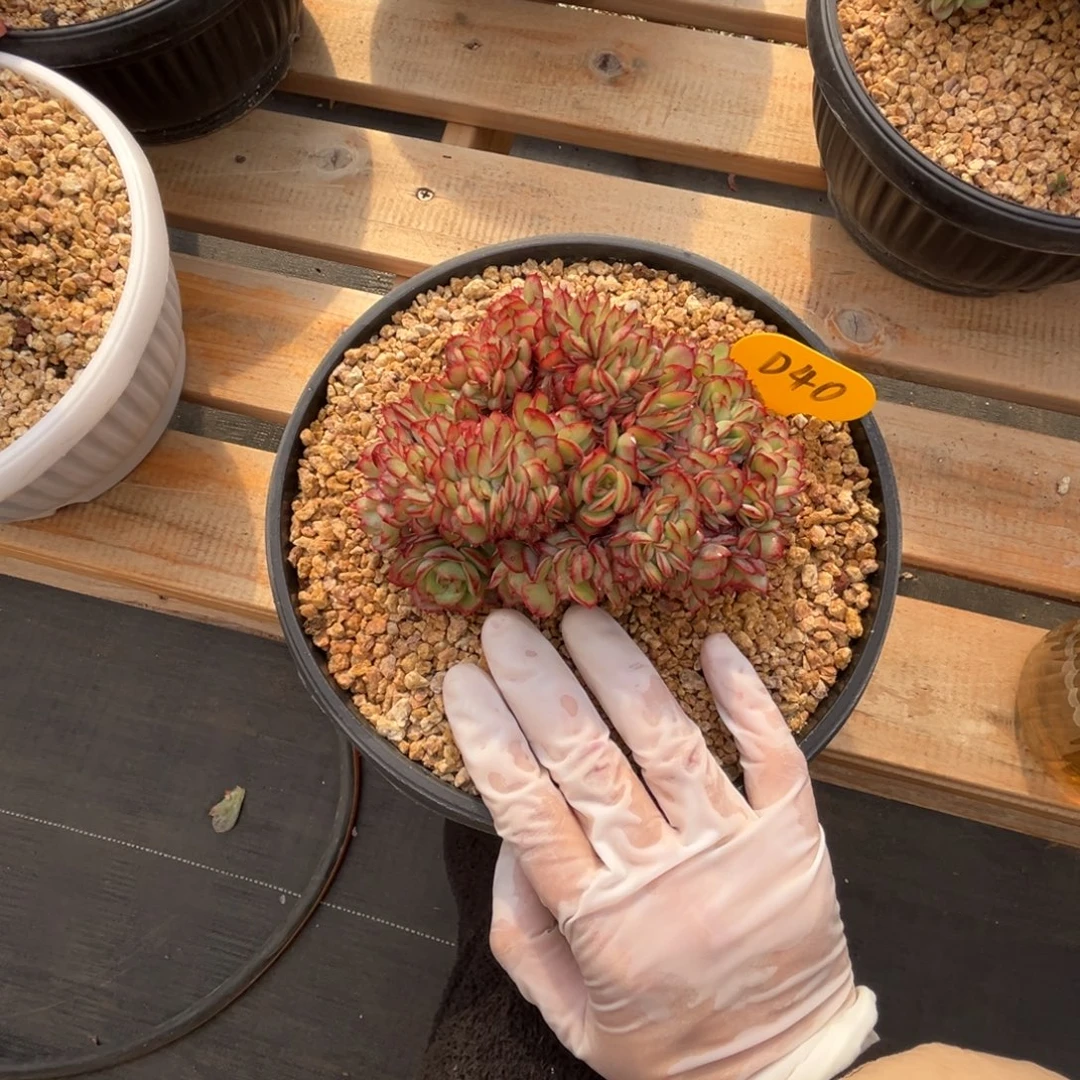 d40牡丹亭缀化呀呀呀