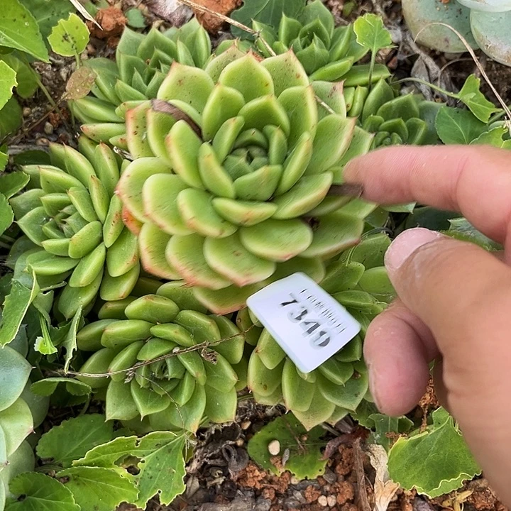阿雅园艺。    7349