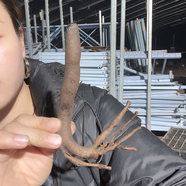 当前无花栽培后可以开花神龛根