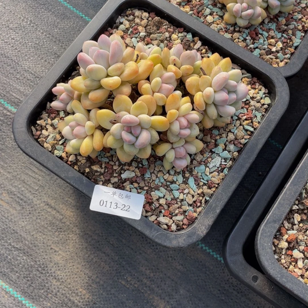 W***K0113-22-香水。。。。。。