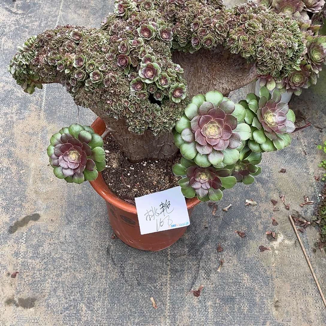 万圣节朵朵缀漂亮漂亮