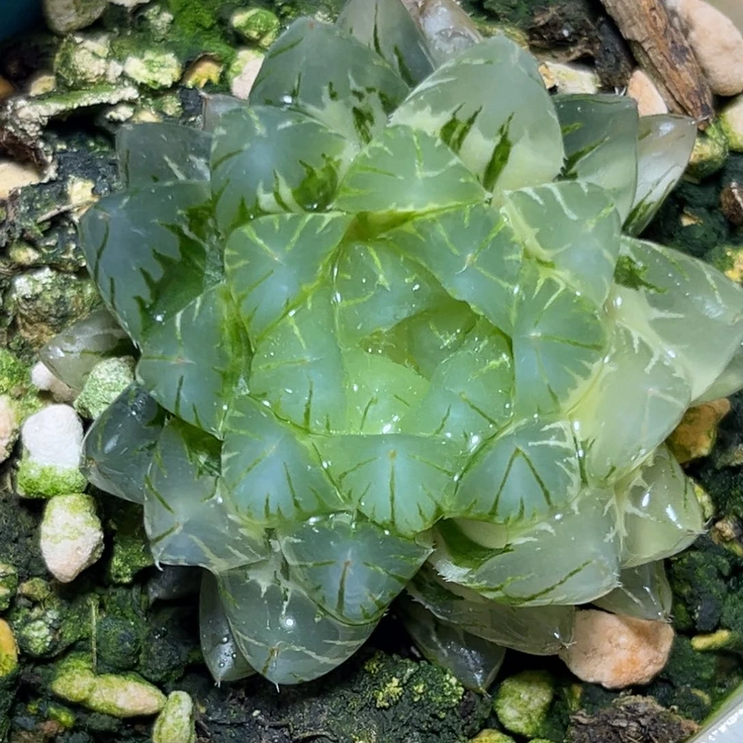 恭喜发财大吉大利0002