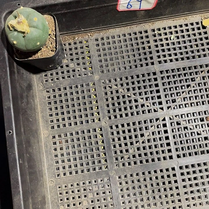 五***嫂69号筐带盆土发货