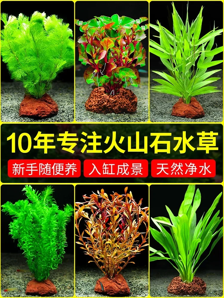火山石搭配蜈蚣草绿菊等水草用于鱼缸造景可净化水质