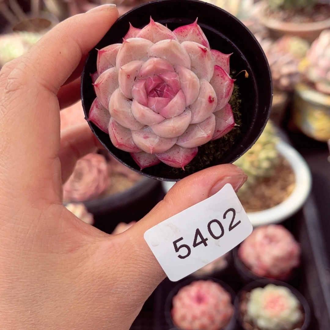 5402单头女王个体多肉