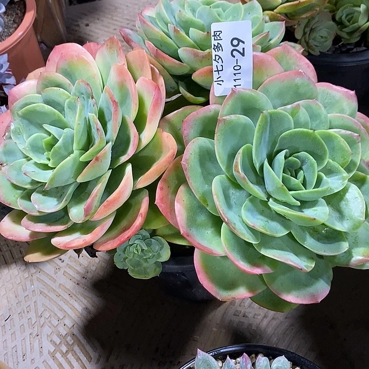 幸***福小七夕多肉桃花坞29