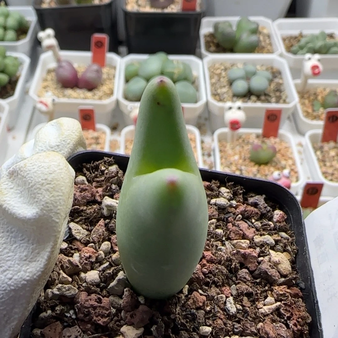 014当天满38包邮清货浅色一点红皮卡丘脱土