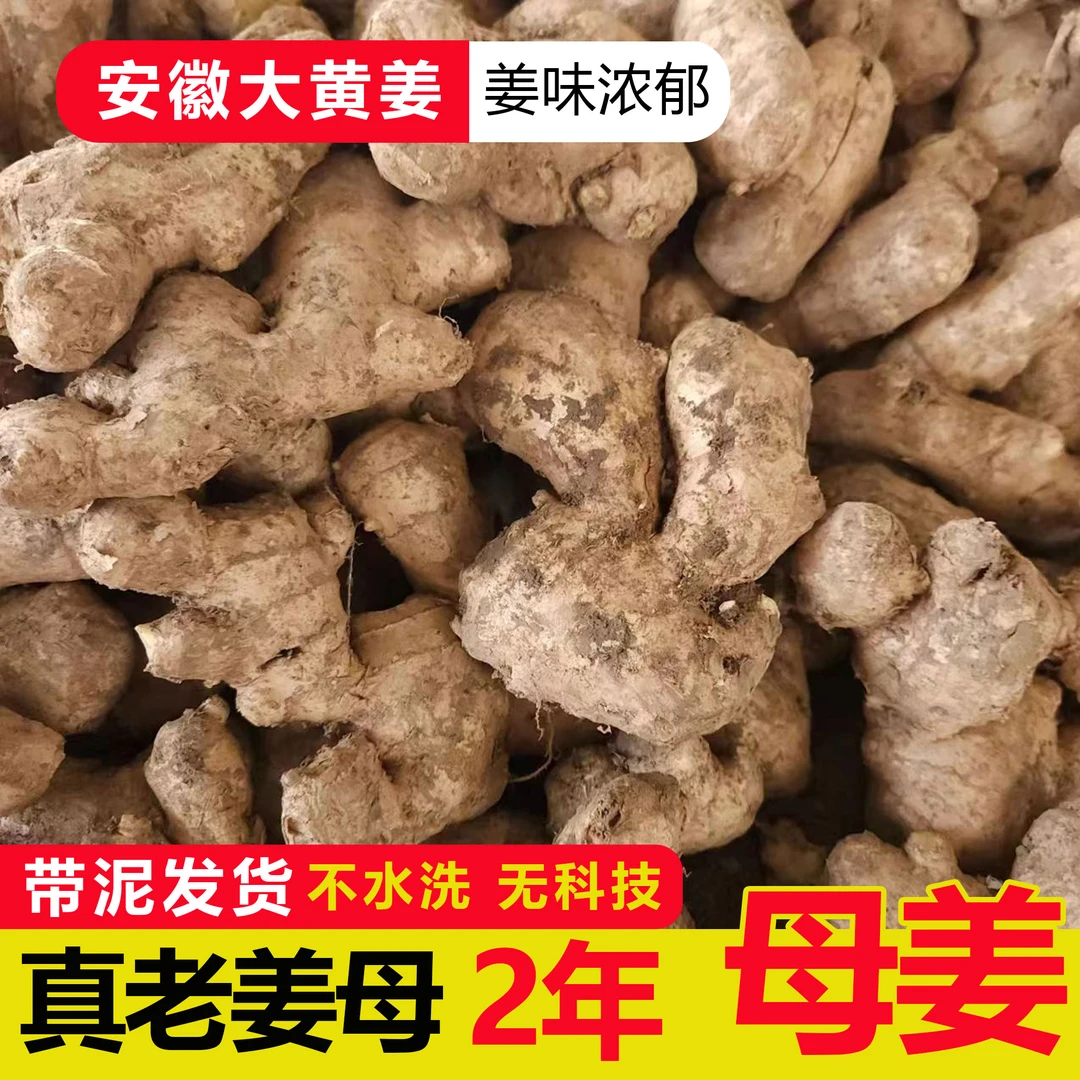 【真2年老姜母】老姜母姜妈妈炖汤炒菜月子姜2年老姜味道足辛辣香