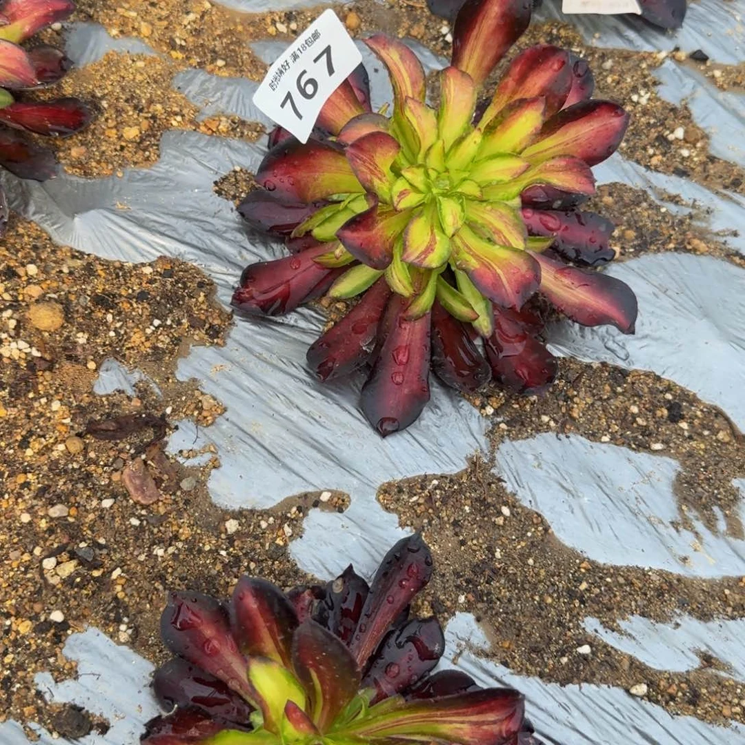 超***人法师一颗。多肉植物