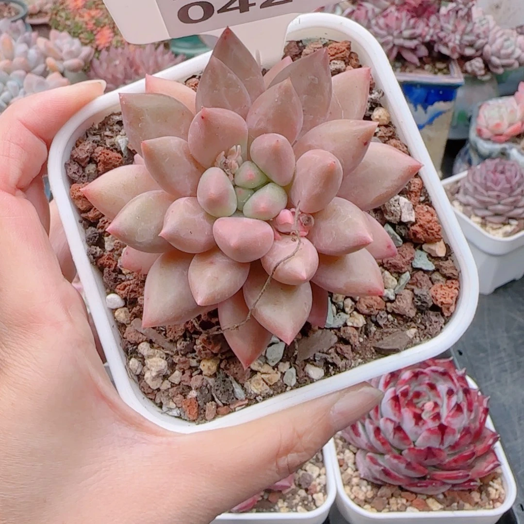 多肉植物0420……………