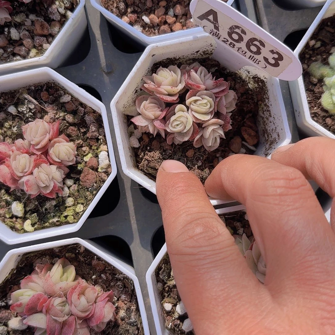 A663冰玫瑰锦一物一拍