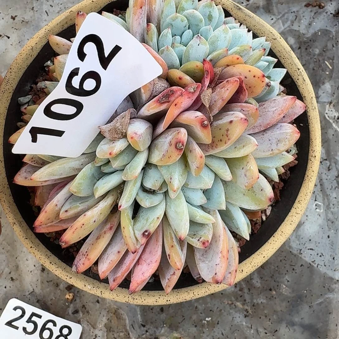 ?*潭3161616161616161161616611