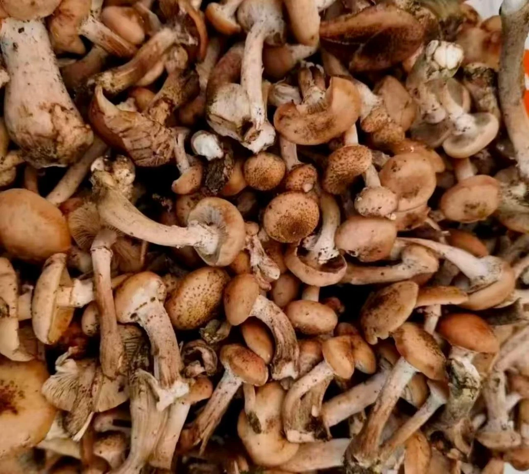 东北山上野生榛蘑(鲜的焯水发货)