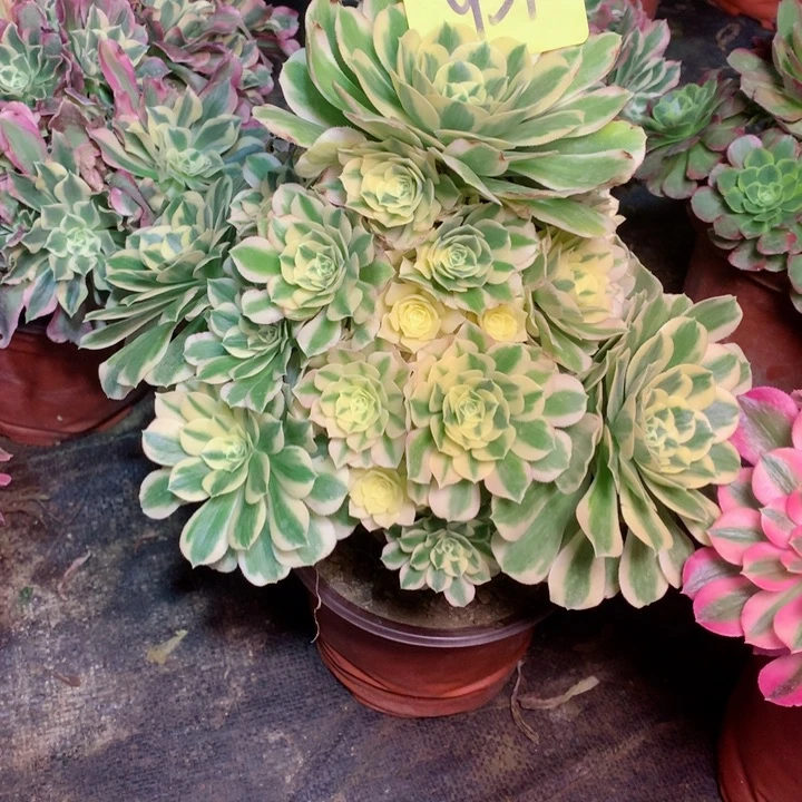 931迈巴赫多肉111111